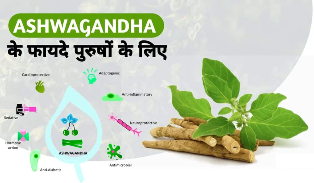 ashwagandha ke fayde, अश्वगंधा के फायदे पुरुषों के लिए, ashvgandha ke fayde, side effects of ashwagandha, benefit of ashwagandha, benefit of ashwagandha in hindi.